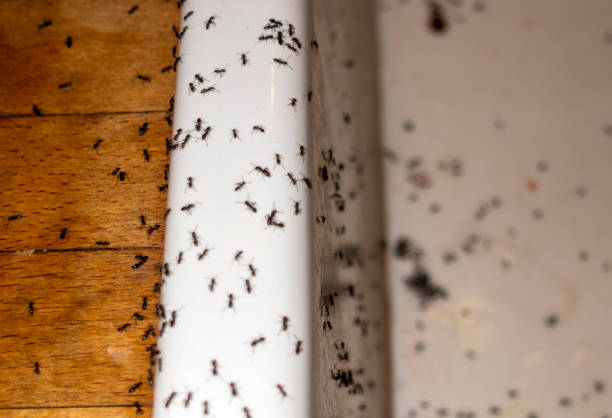 Best Affordable Pest Control Services  in St Michael, MN