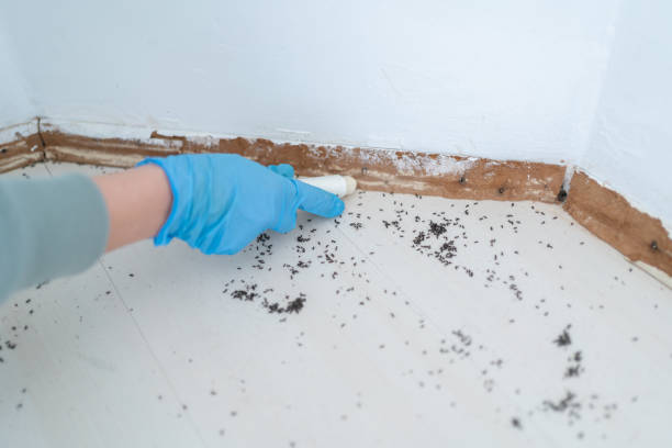 Professional Pest Control in St Michael, MN